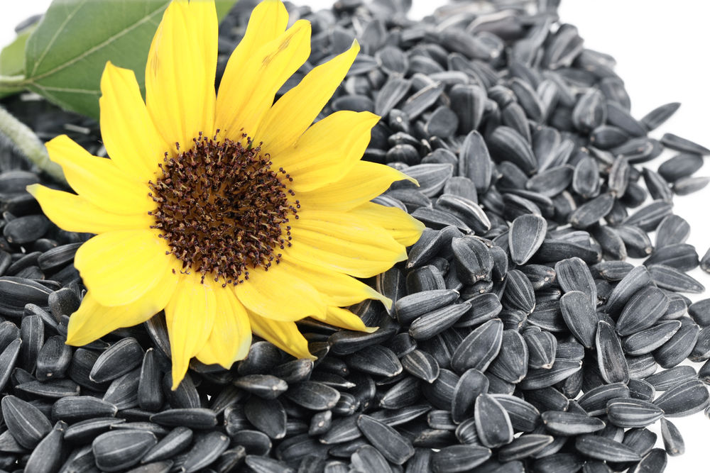 Girasol from Rumanía